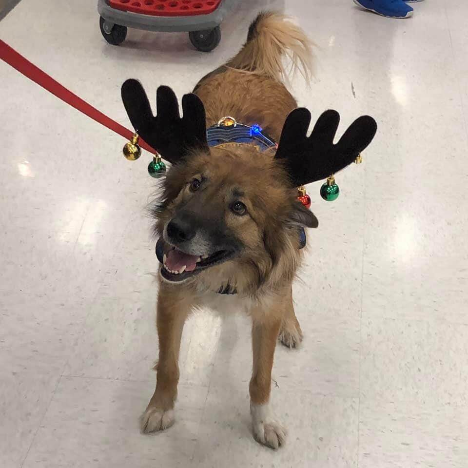Brown fluffy dog wearing reindeer antlers adorned with jingle bells, smiling and looking towards the upper left.